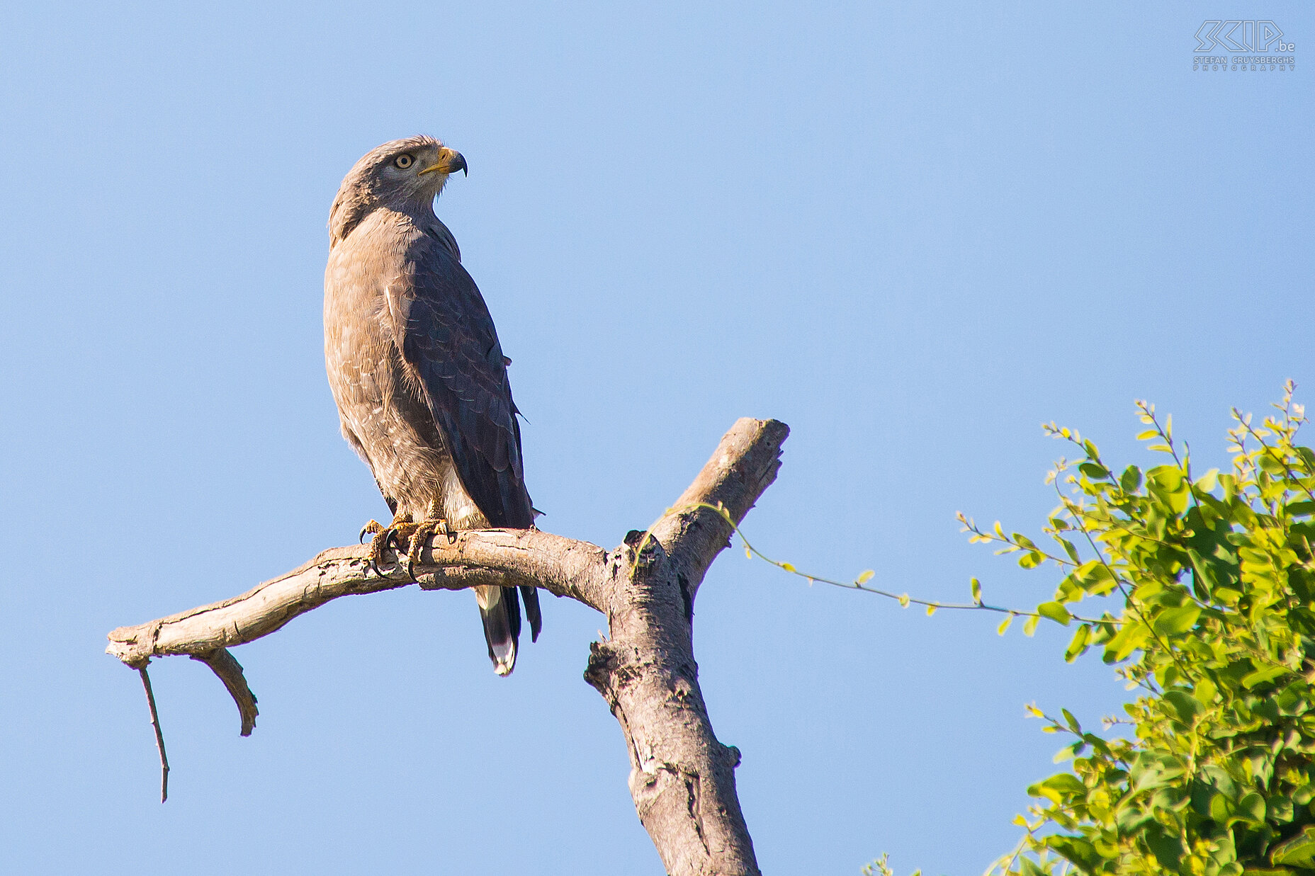 Lower Zambezi - Grijze slangenarend (Southern banded snake eagle, Circaetus fasciolatus) Stefan Cruysberghs